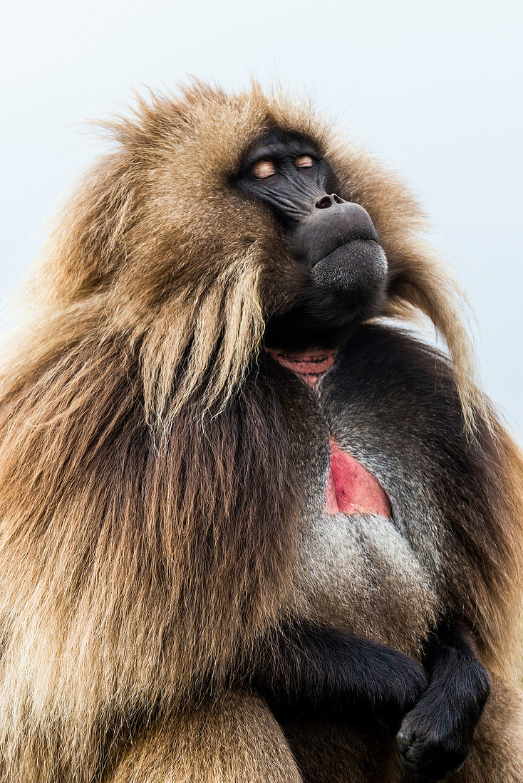 Männlicher Dschelada (Theropithecus gelada), Nationalpark Simien Mountains, UNESCO-Weltkulturerbe, Äthiopien, Afrika