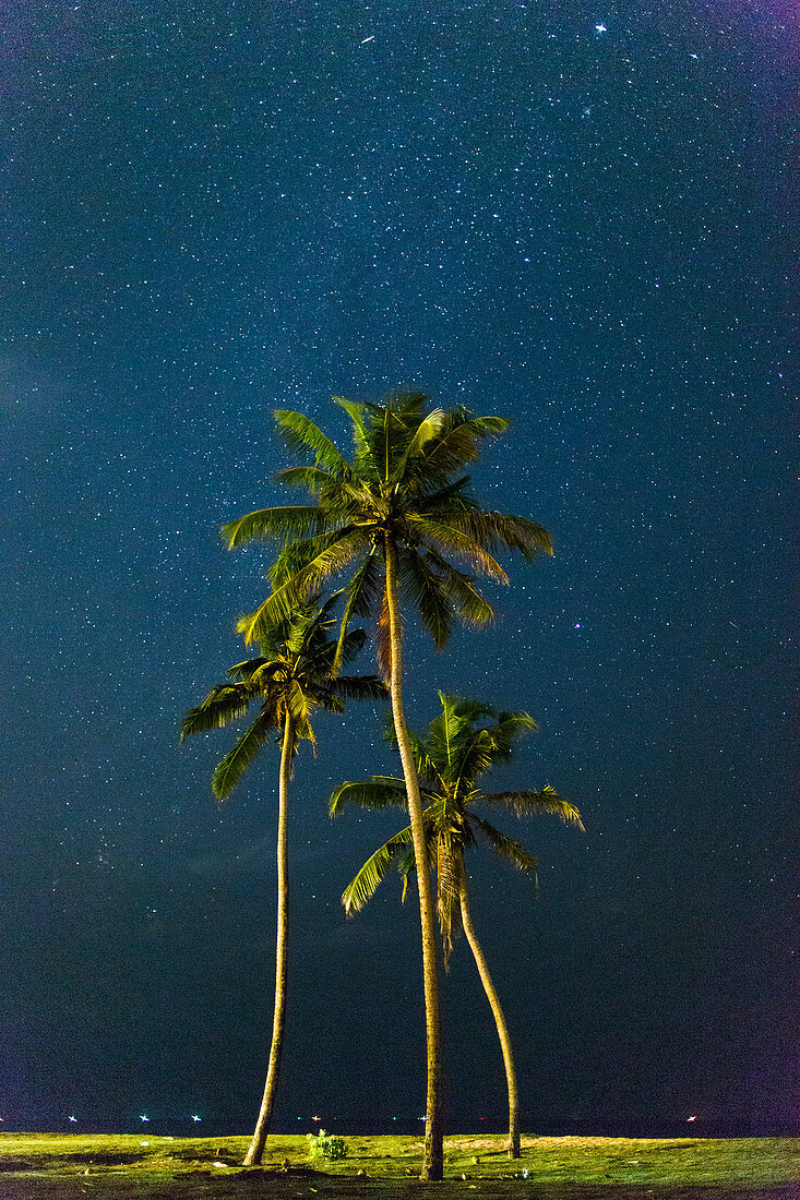 Palmen unter Sternen, Sri Lanka, Asien