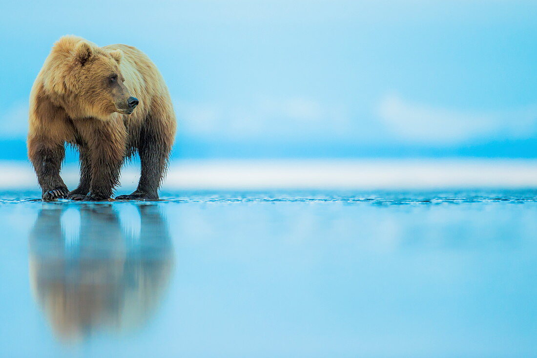 Braunbär (Ursus arctos), Lake Clark, Alaska, Vereinigte Staaten von Amerika, Nordamerika