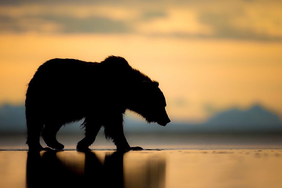 Brown bear (Ursus arctos), Lake Clark, Alaska, United States of America, North America