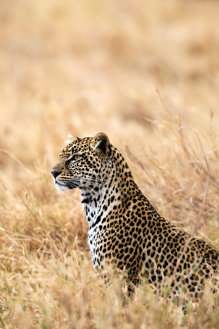 Afrikanischer Leopard (Panthera pardus pardus), Serengeti-Nationalpark, Tansania, Ostafrika, Afrika