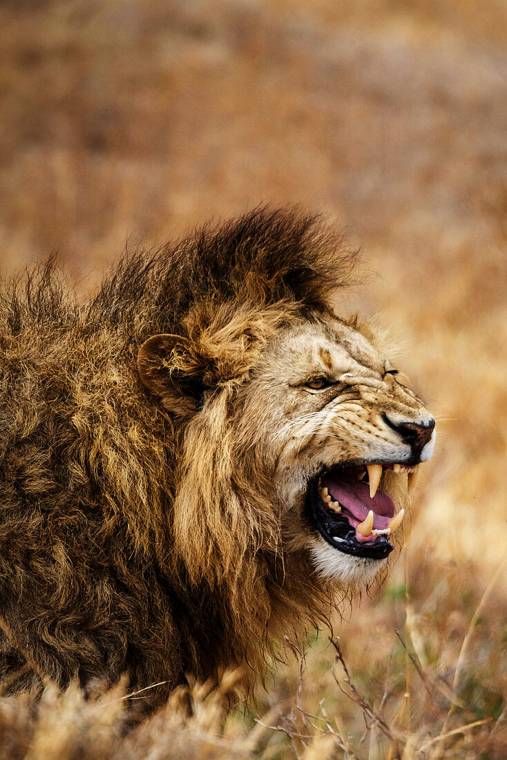 Afrikanischer Löwe (Leo panthera), Ngorongoro-Nationalpark, Tansania, Ostafrika, Afrika