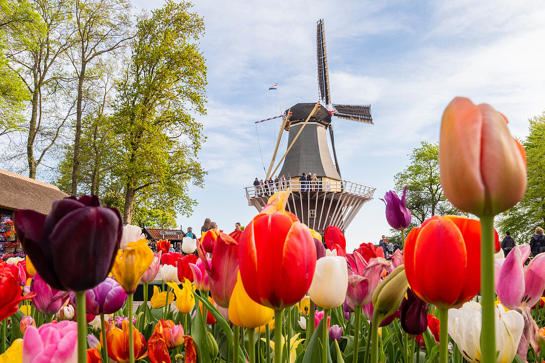 Tulpen und Windmühlen im Keukenhof Garten, Lisse, Südholland, Niederlande, Europa