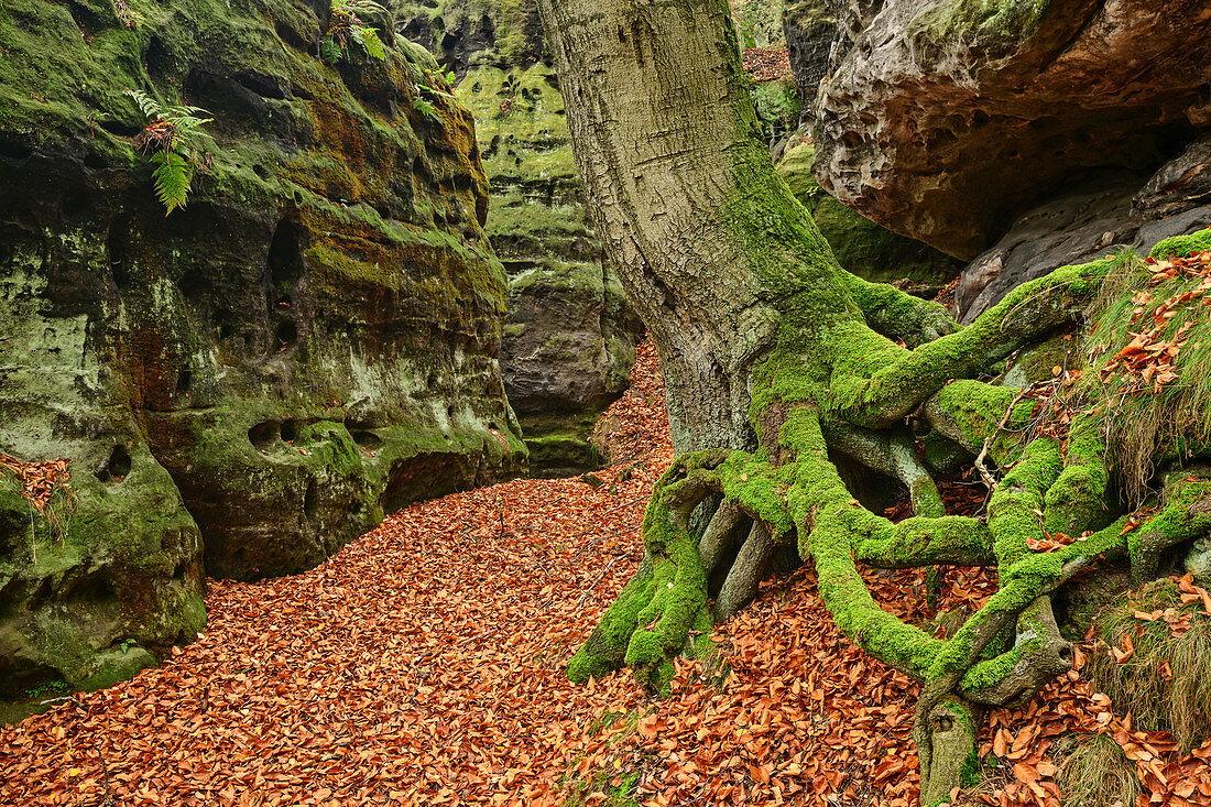 Baum wächst in Felsschlucht, Papststein, Elbsandsteingebirge, Nationalpark Sächsische Schweiz, Sächsische Schweiz, Sachsen, Deutschland