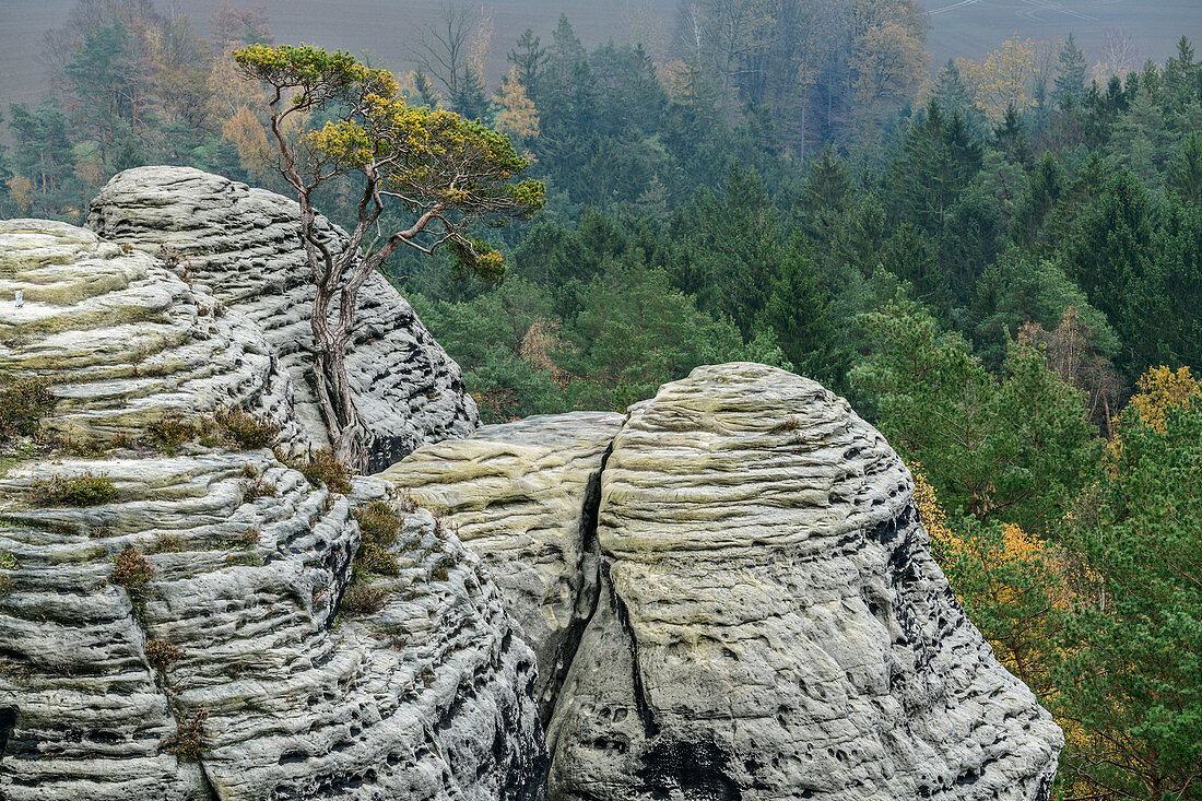 Kiefer wächst auf Felstürmen, Elbsandsteingebirge, Nationalpark Sächsische Schweiz, Sächsische Schweiz, Sachsen, Deutschland