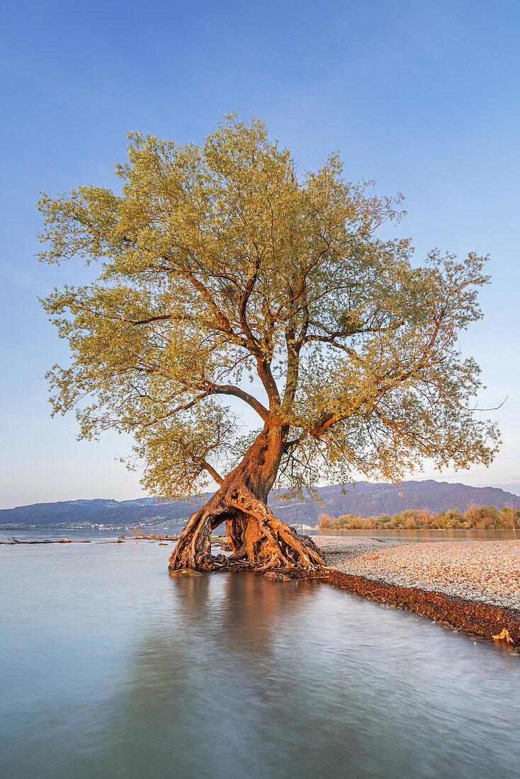 Old root tree, willow on Lake Constance near Bregenz, Vorarlberg, Western Austria, Austria, Europe