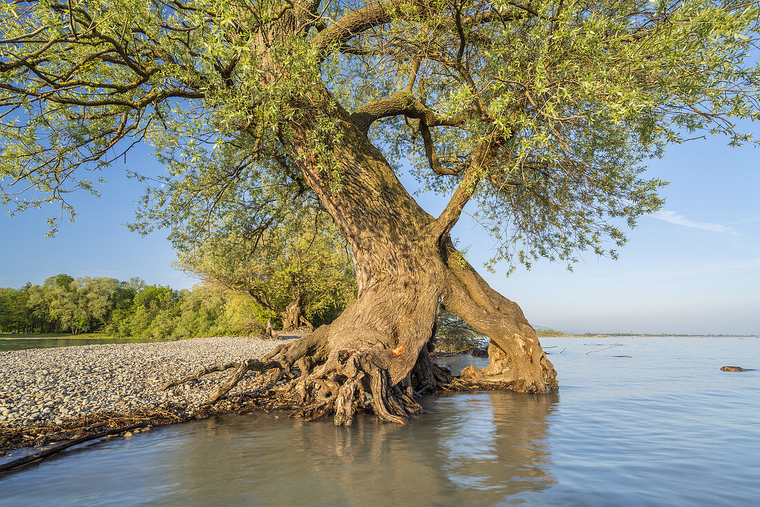 Old root tree, willow on Lake Constance near Bregenz, Vorarlberg, Western Austria, Austria, Europe