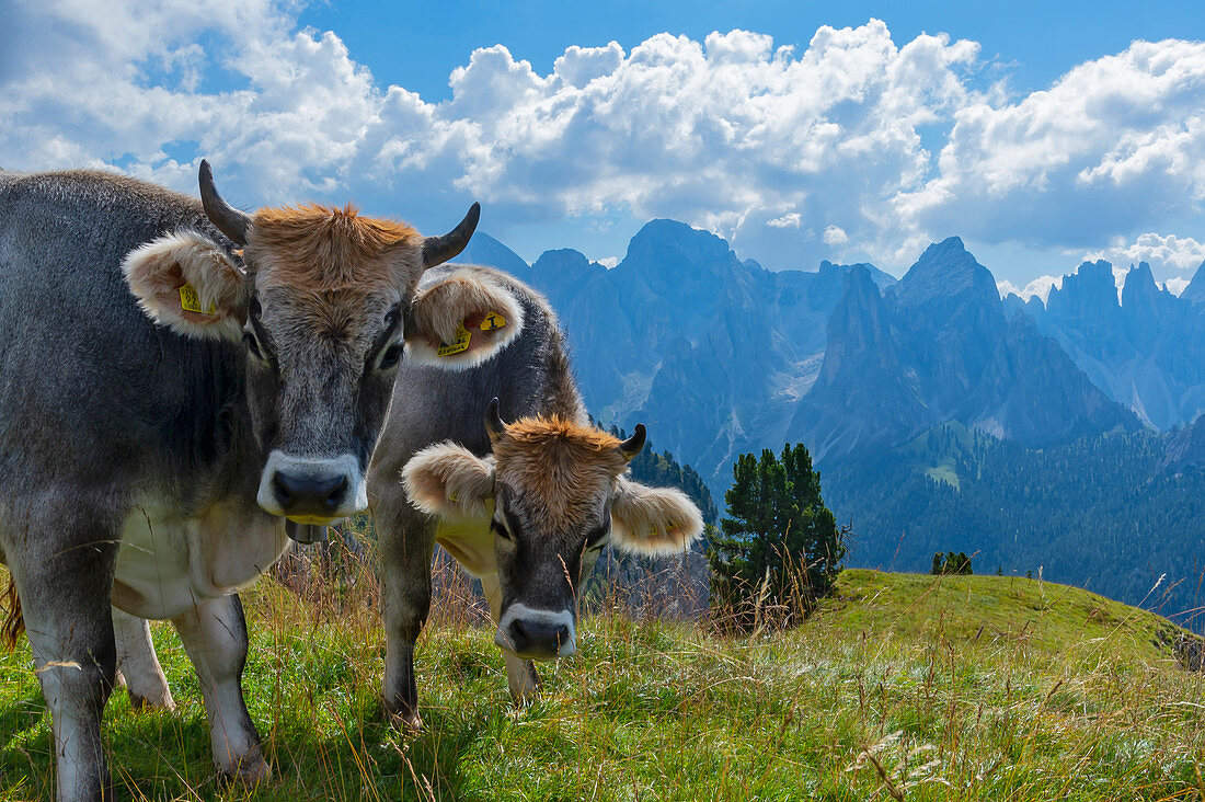 Cows on the summer pasture on the Schlern with the rose garden in the background, UNESCO World Natural Heritage, Tiersertal, Italy