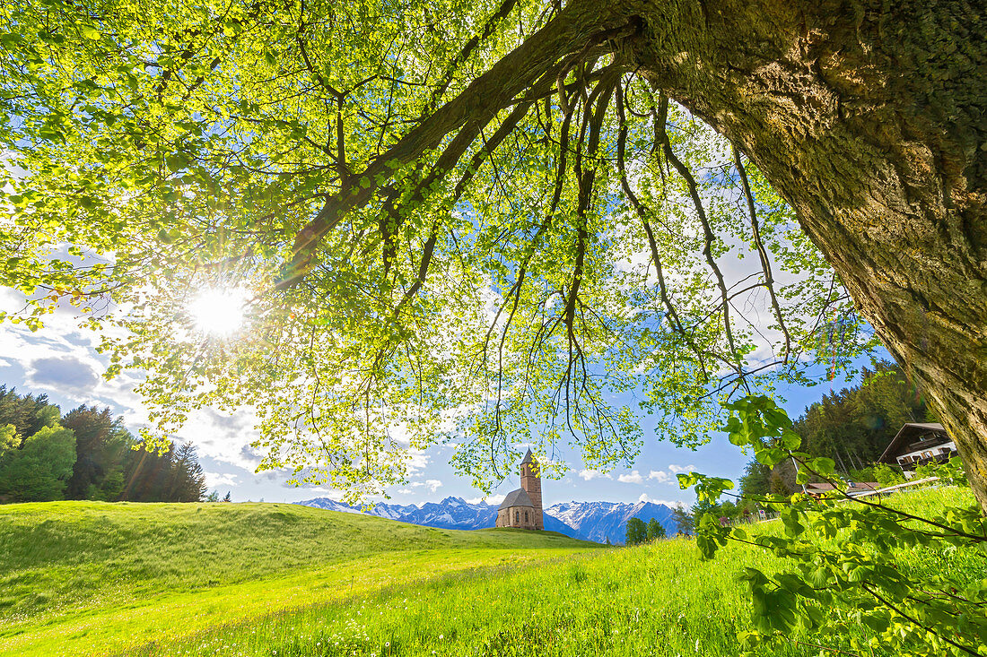 Linden tree in St. Katrein, Avelengo, South Tyrol, Italy