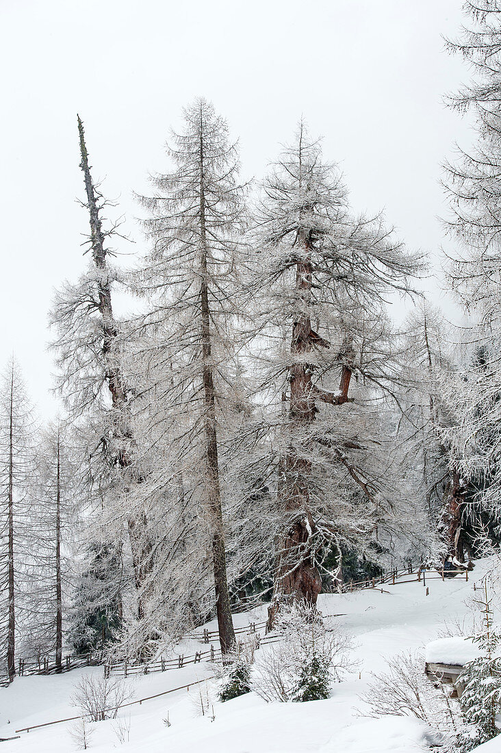 The &quot;primeval larches, the more than a thousand year old larches in the Ultental, South Tyrol, Italy