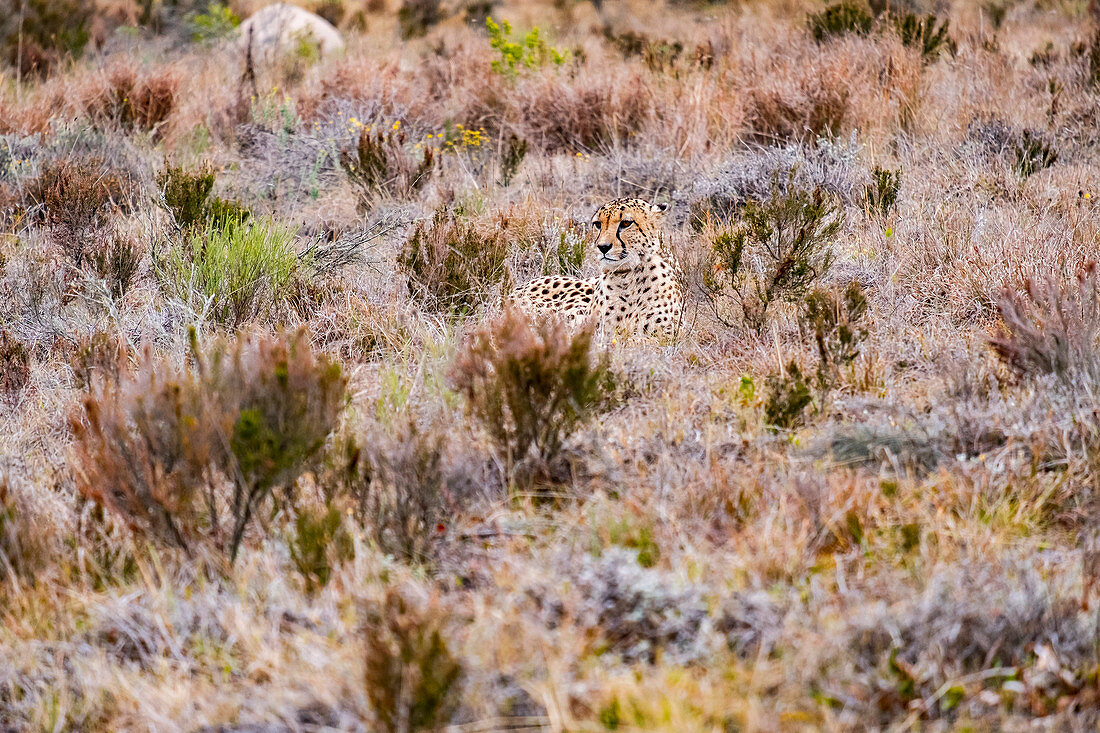 Cheetah in the Lalibela Game Reserve, South Africa, Africa