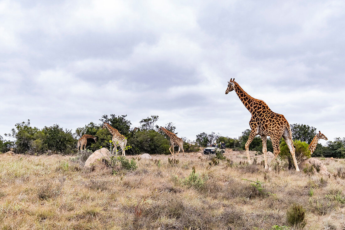 Giraffes in the Lalibela Game Reserve, South Africa, Africa