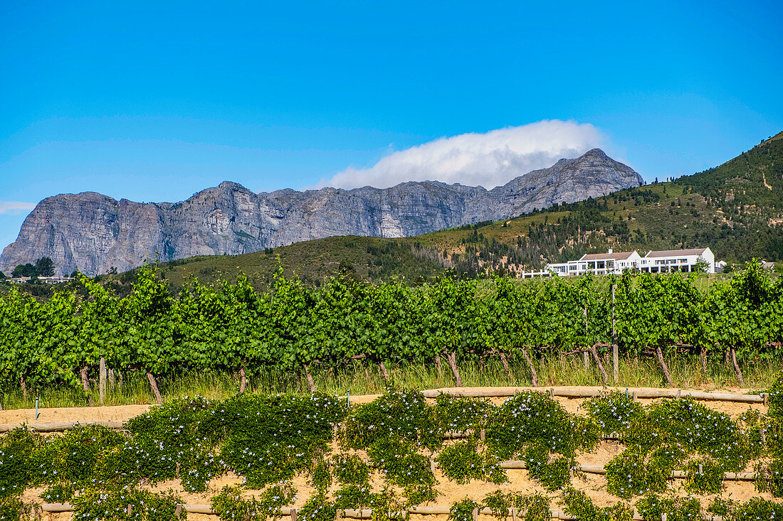 Neil Ellis Winery, Stellenbosch, Cape Winelands, South Africa, Africa