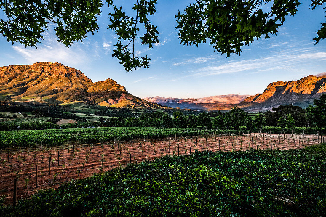 View from the Delaire Graff Estate onto the Simonsberg Nature Reserve, Stellenbosch, Cape Winelands, South Africa, Africa