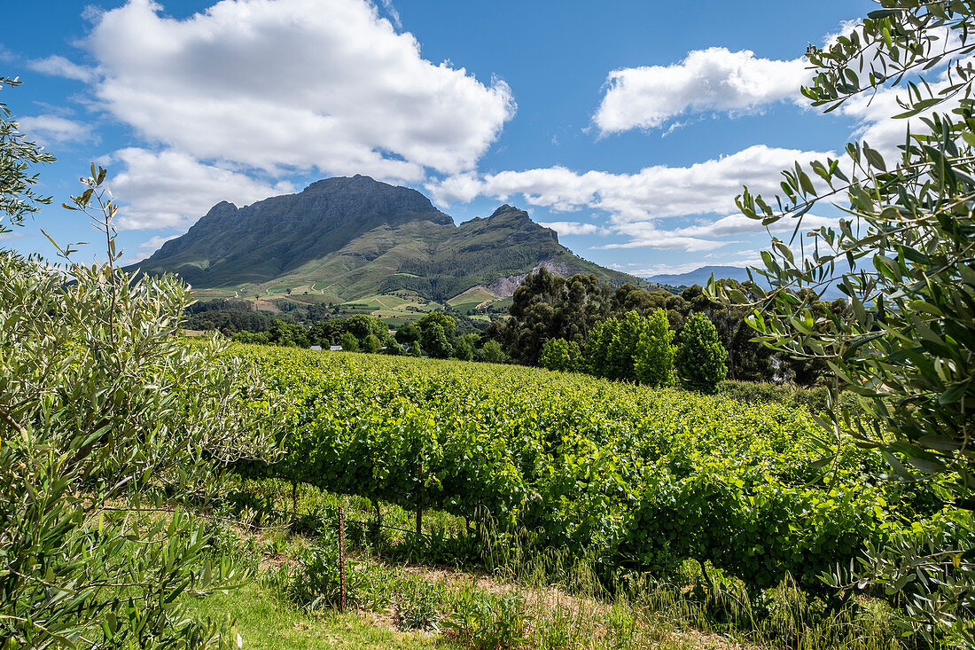 Weingut Clouds Estate, Stellenbosch, Cape Winelands,  Südafrika, Afrika