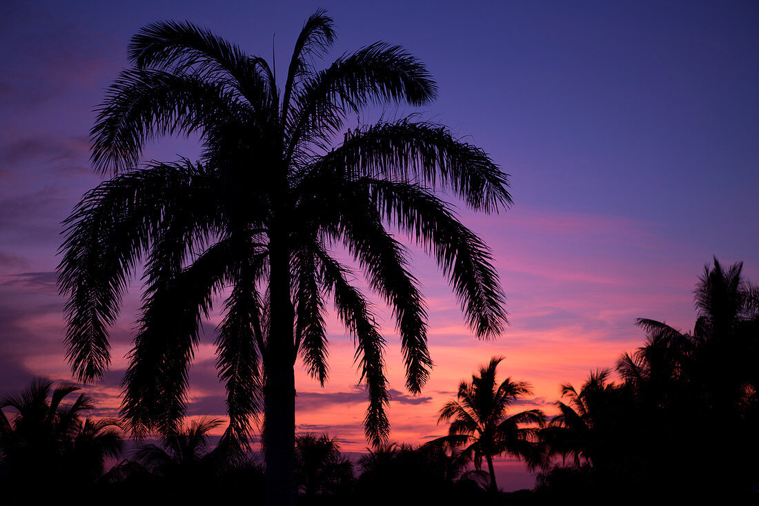 Palm trees silhouette in the sunset, Cayo Guillermo, Cuba