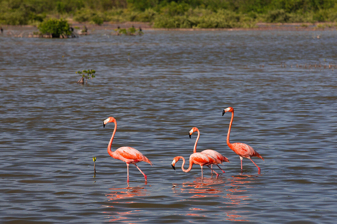 Flamingos in the water in Cayo Guillermo, Cuba