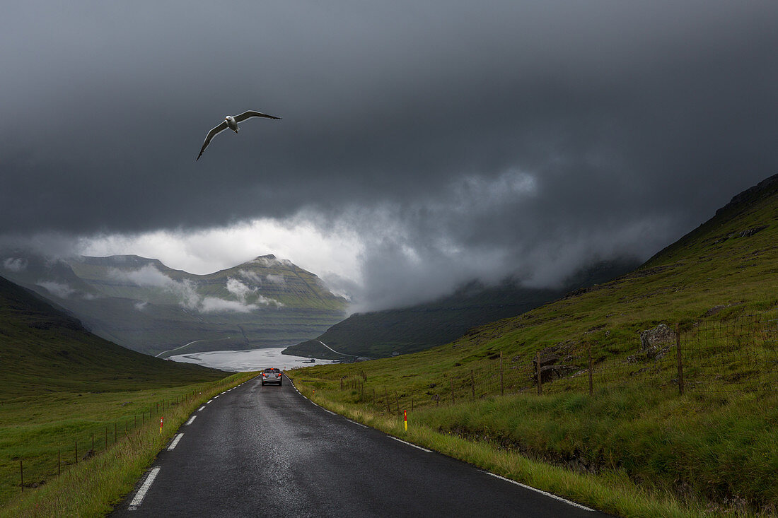 Möwe fliegt über einem Auto auf einer Straße zwischen begrünten Hügeln, Fjord und Dorf Funningsfjordur in der Ferne, Eysturoy, Färöer, Dänemark