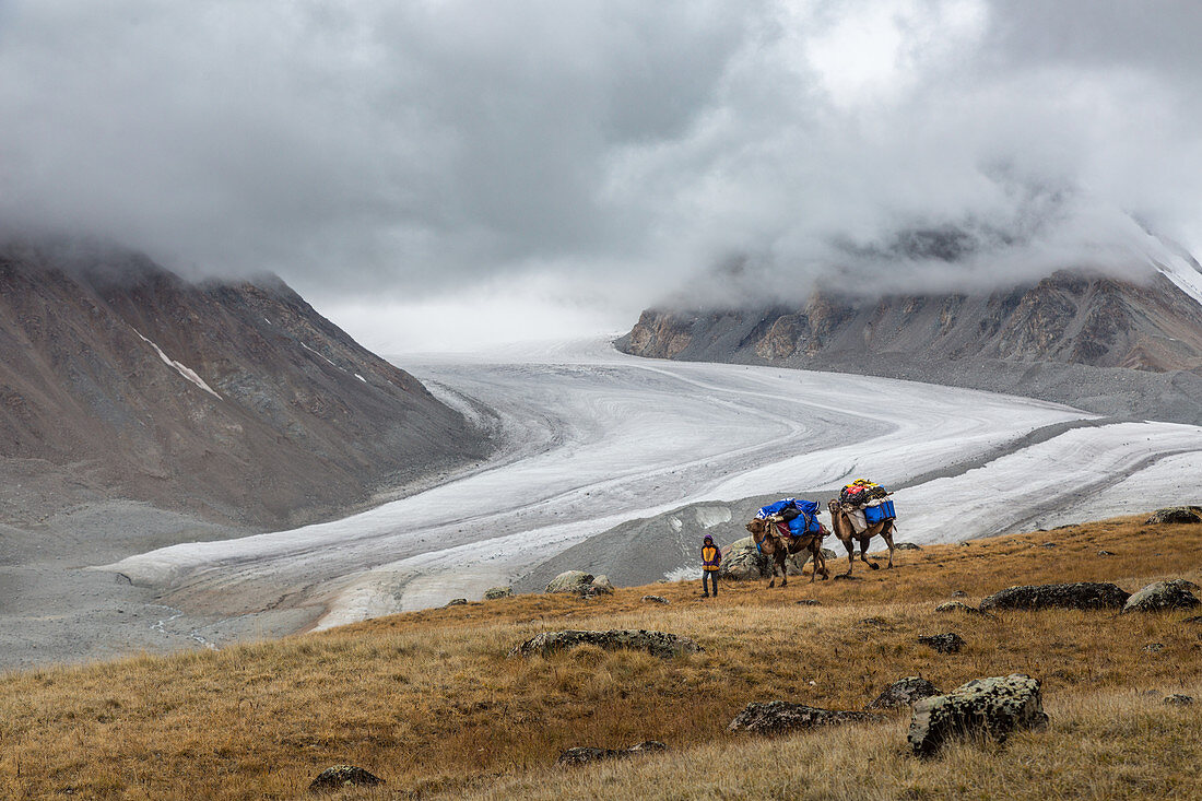 Mongolischer Träger führt seine mit Gepäck beladenen Kamele im Altai-Gebirge, im Hintergrund die Gletscher Potanine und Alexander III, Provinz Bayan-Olgii, Mongolei