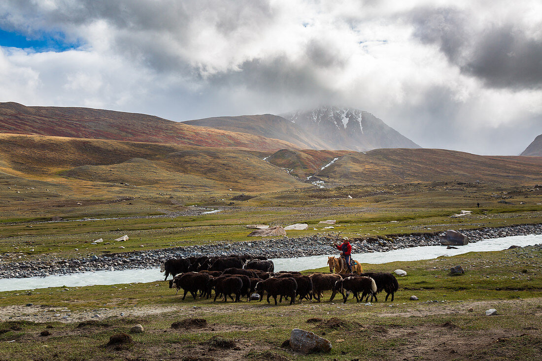 Junger kasachischer Reiter führt eine Herde von Yak, in der Ferne rötliche Hügel und schneebedeckter Gipfel, Tavan Bogd Massiv, Altai, Provinz Bayan-Olgii, Mongolei