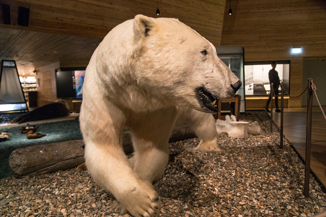 NATURALISTIC POLAR BEAR, MUSEUM OF SVALBARD, CITY OF LONGYEARBYEN, THE NORTHERNMOST CITY ON EARTH, SPITZBERG, SVALBARD, ARCTIC OCEAN, NORWAY