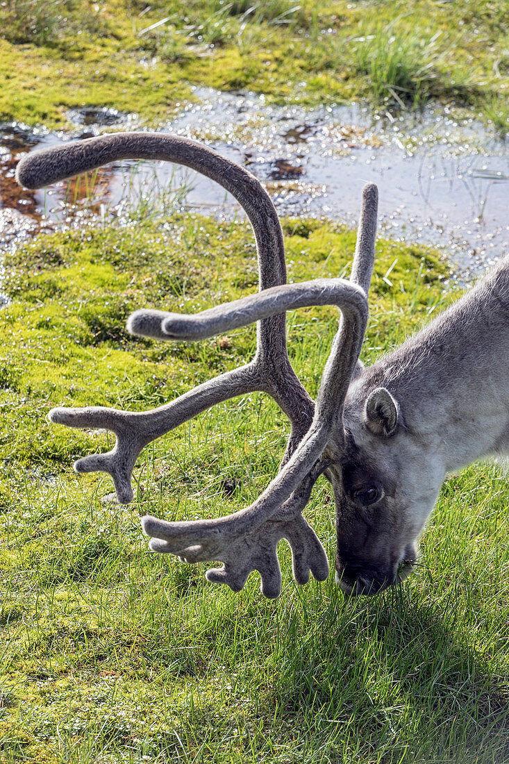 Rentier im Freien, Longyearbyen, nördlichstes Städtchen der Erde, Spitzbergen, Svalbard, Arktischer Ozean, Norwegen Norwegen