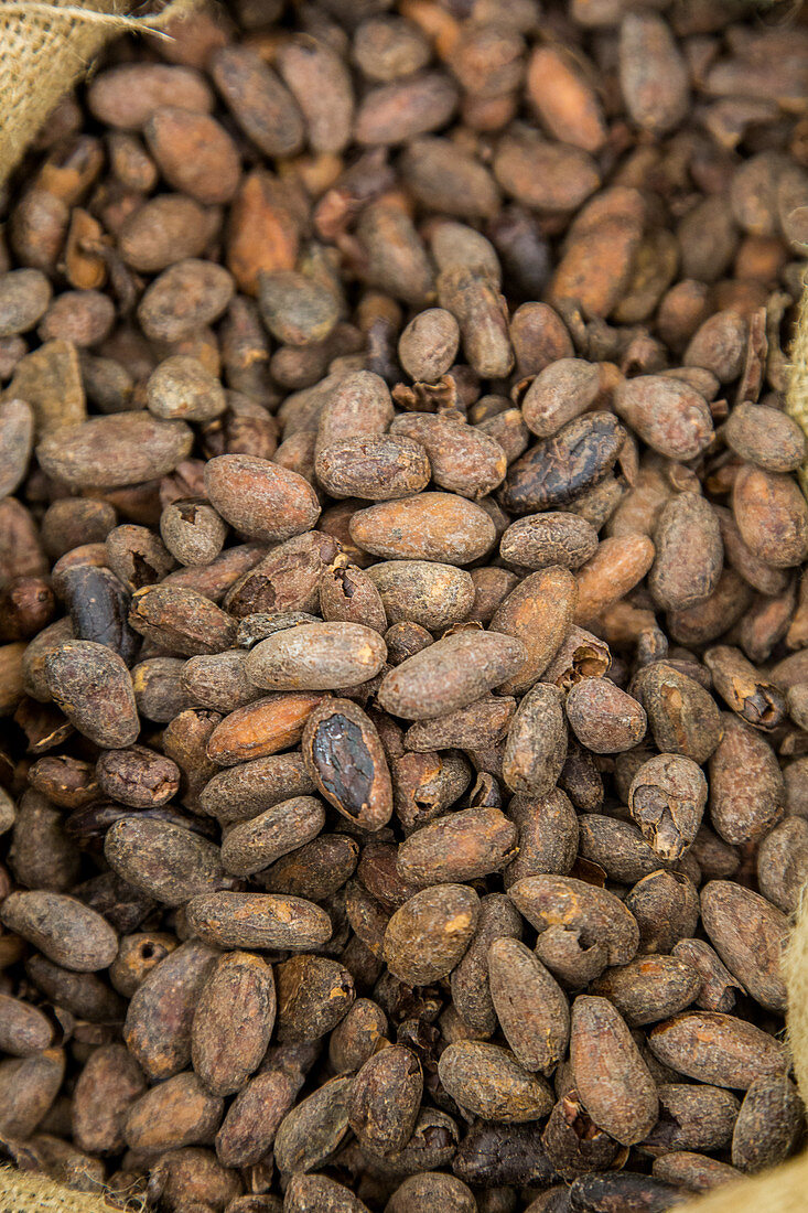Geröstete Kakaobohnen, Labor der Schokoladenfabrik Cazenave, Bayonne, Frankreich