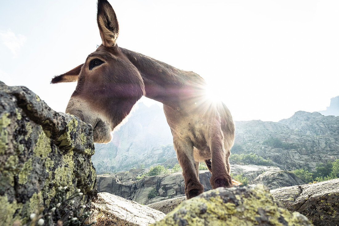 Esel beim Melo-See, Corte, Korsika, Frankreich