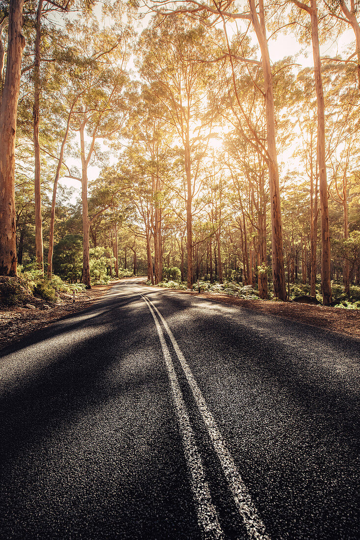 Straße im Boranup Forest in Margaret River, Westaustralien, Australien, Ozeanien