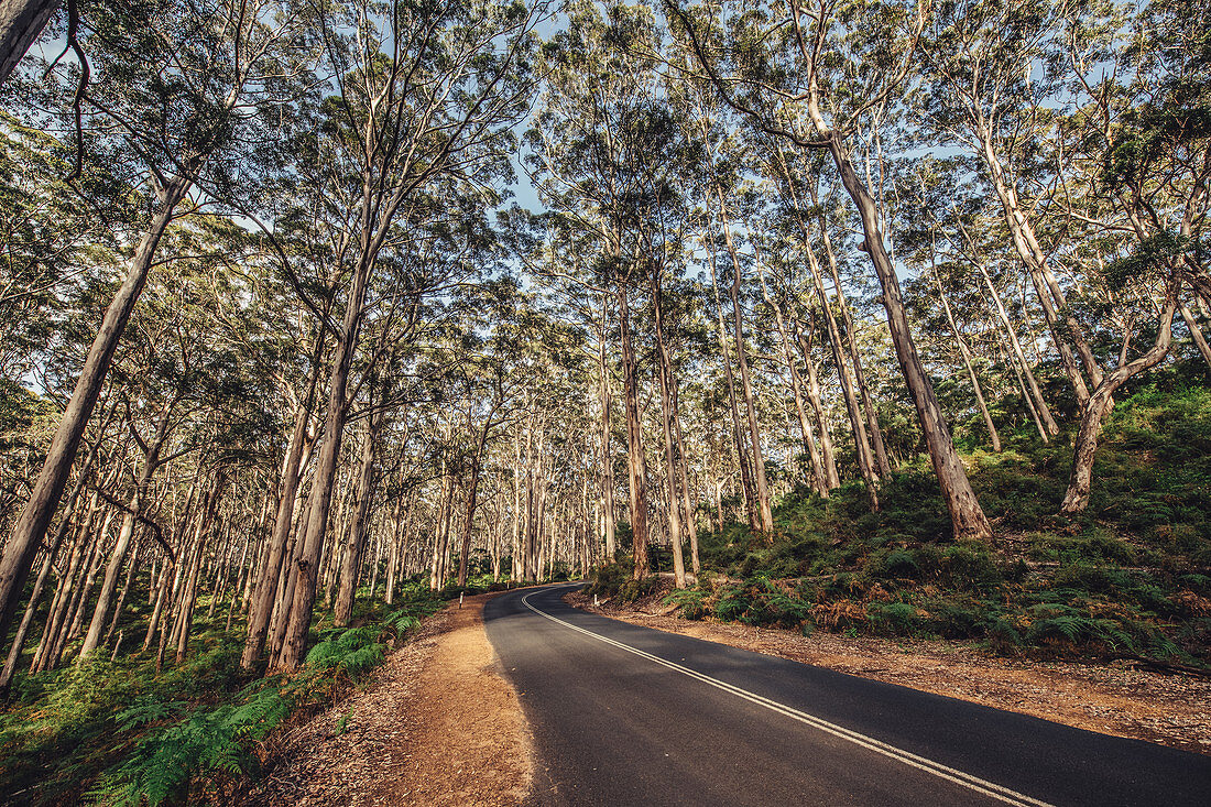 Road in Boranup Forest in Margaret River, Western Australia, Australia, Oceania