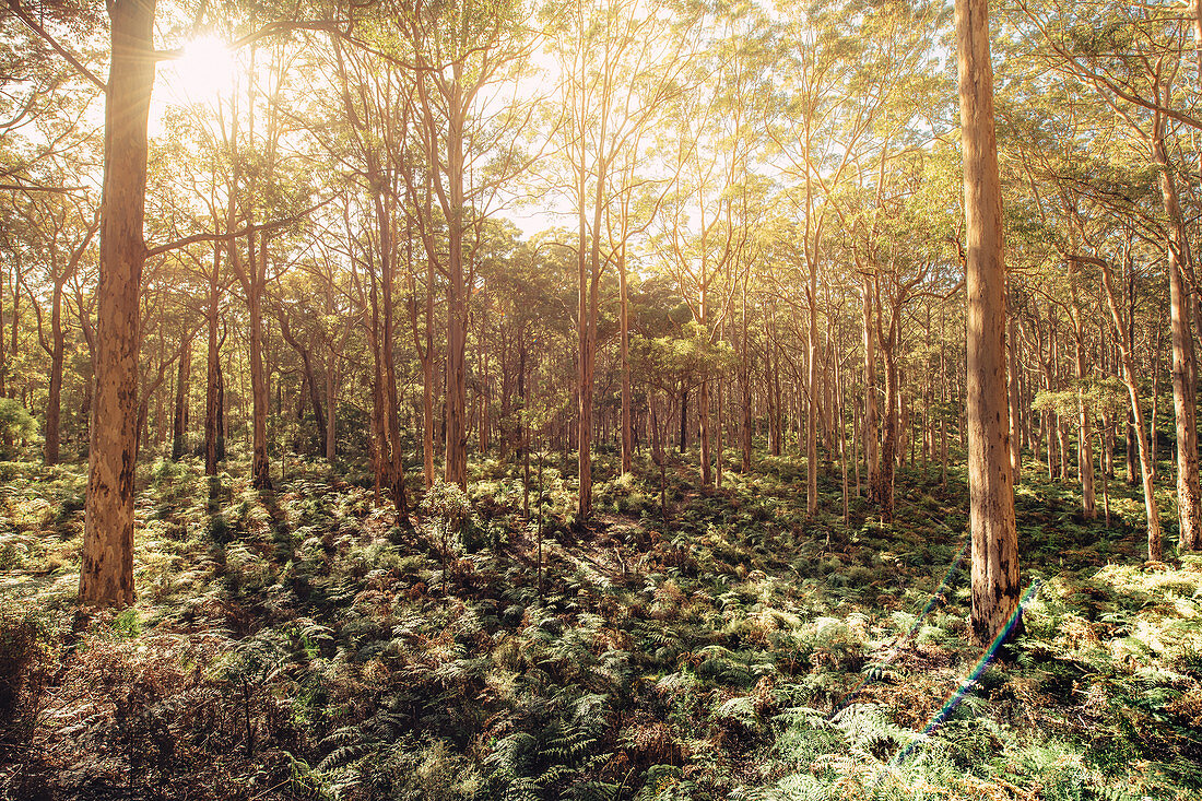 Boranup Forest in Margaret River, Westaustralien, Australien, Ozeanien