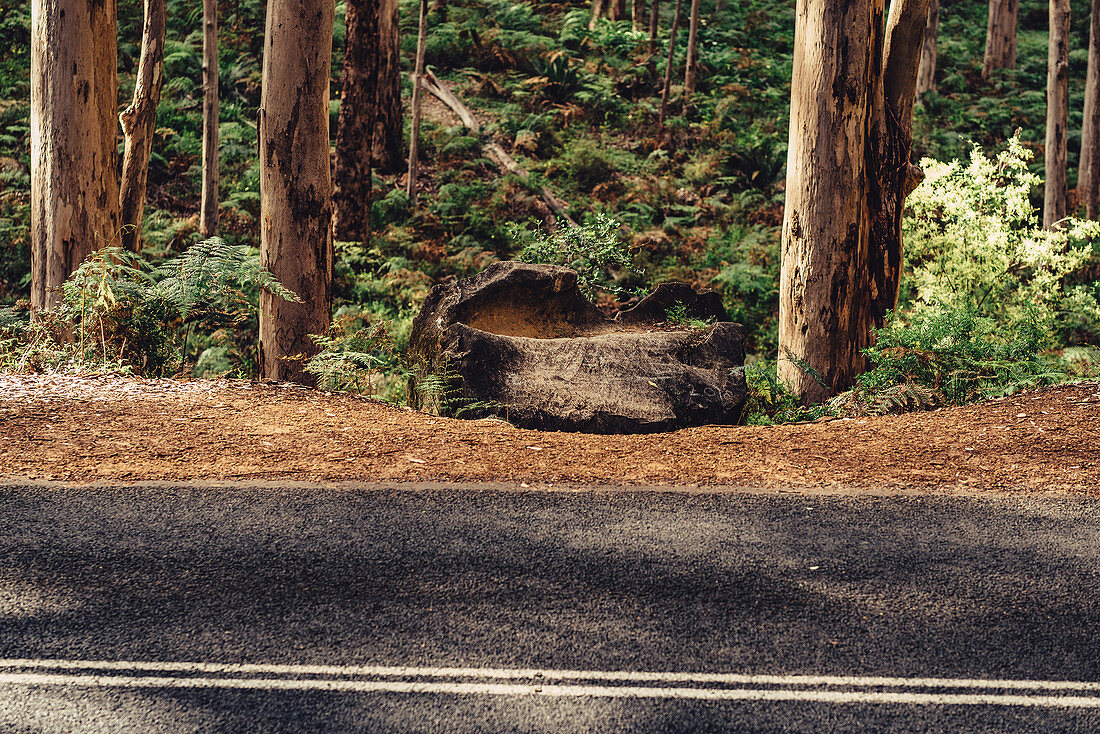 Road in Boranup Forest in Margaret River, Western Australia, Australia, Oceania