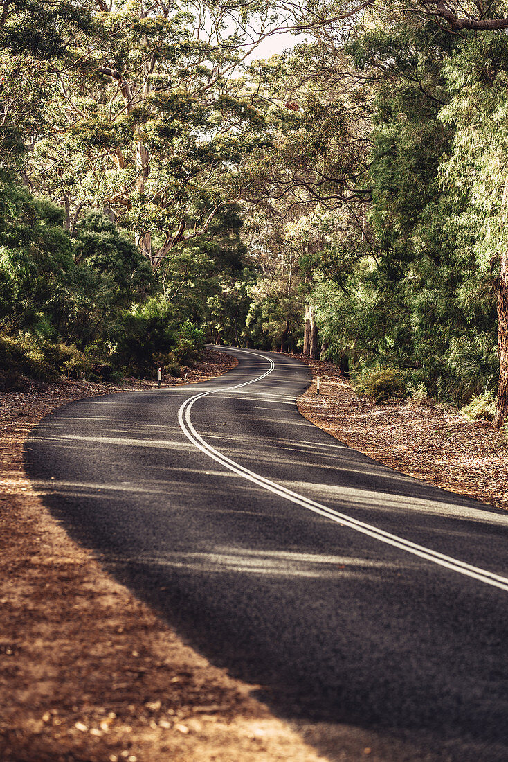 Straße im Boranup Forest in Margaret River, Westaustralien, Australien, Ozeanien