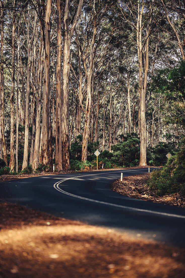 Straße im Boranup Forest in Margaret River, Westaustralien, Australien, Ozeanien