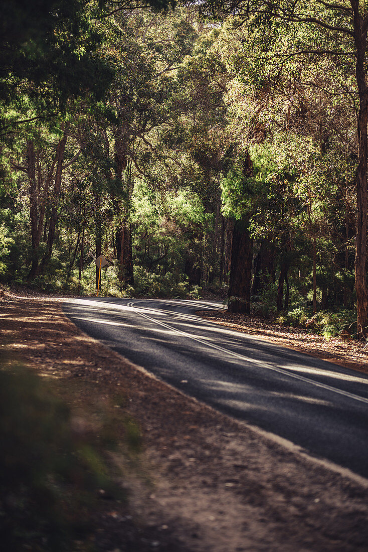 Straße im Boranup Forest in Margaret River, Westaustralien, Australien, Ozeanien