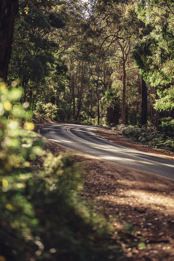 Straße im Boranup Forest in Margaret River, Westaustralien, Australien, Ozeanien