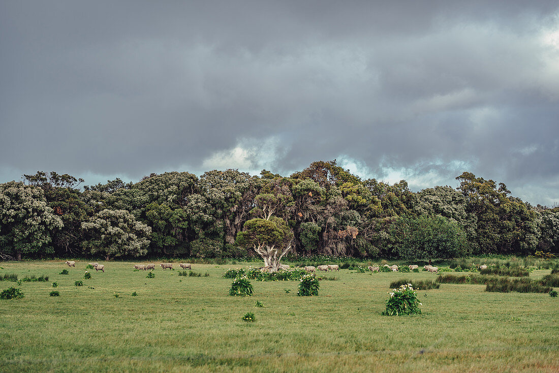 Schafe bei Margaret River, Westaustralien, Australien, Ozeanien