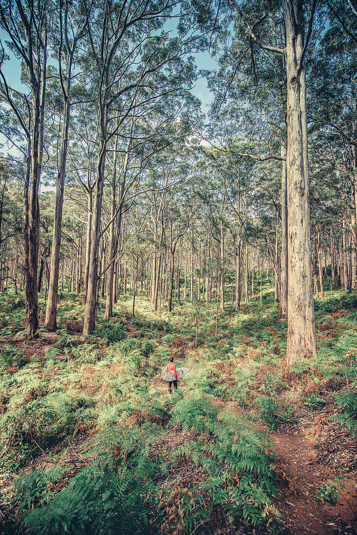 Surfer steht im Boranup Forest in Margaret River, Westaustralien, Australien, Ozeanien