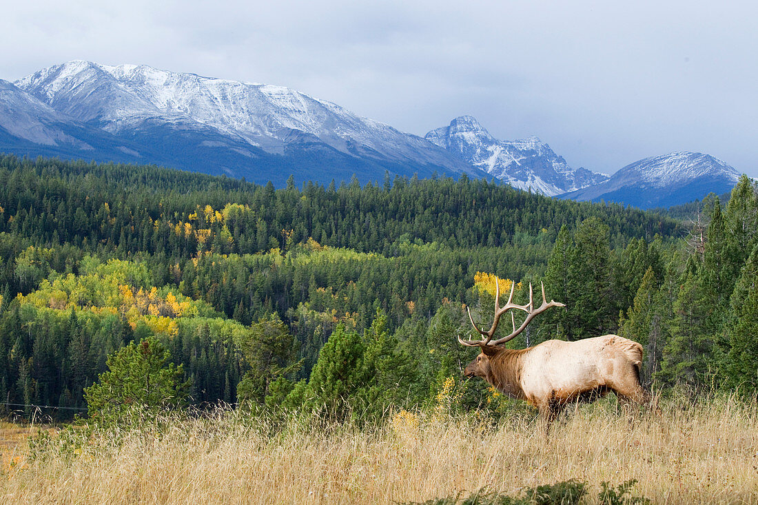 Elk (Cervus elaphus) bull, Jasper National Park, Alberta, Canada