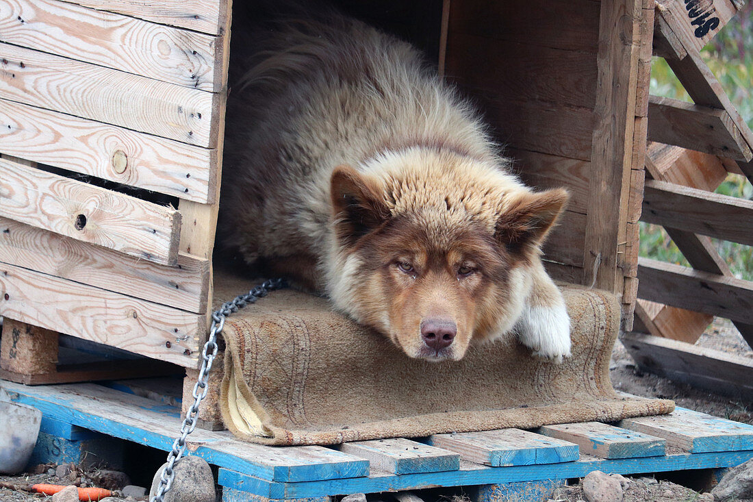 Sisimiut in West Greenland; chained sled dog lies peacefully in his dwelling; light brown fur; raised ears; watching the walkers closely;