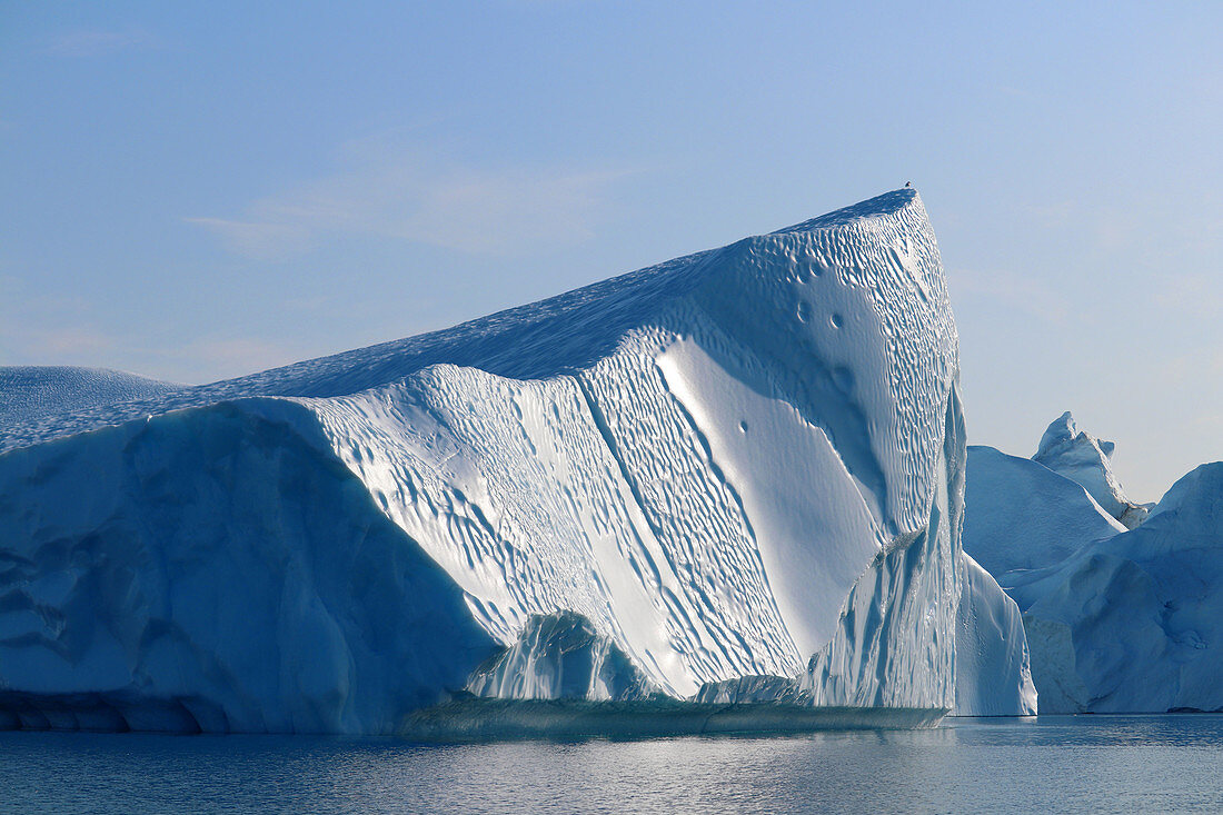 Disco Bay in West Greenland; Kangia ice fjord near Ilulissat; monumental iceberg; lonely seagull has a rest on the top of the iceberg; the steep face of the iceberg falls vertically into the water; Sun and cloudless sky; the surface melts from the sun and creates a regular, gently curved pattern; Play of light and shadow; Ice surfaces glow in different shades of blue