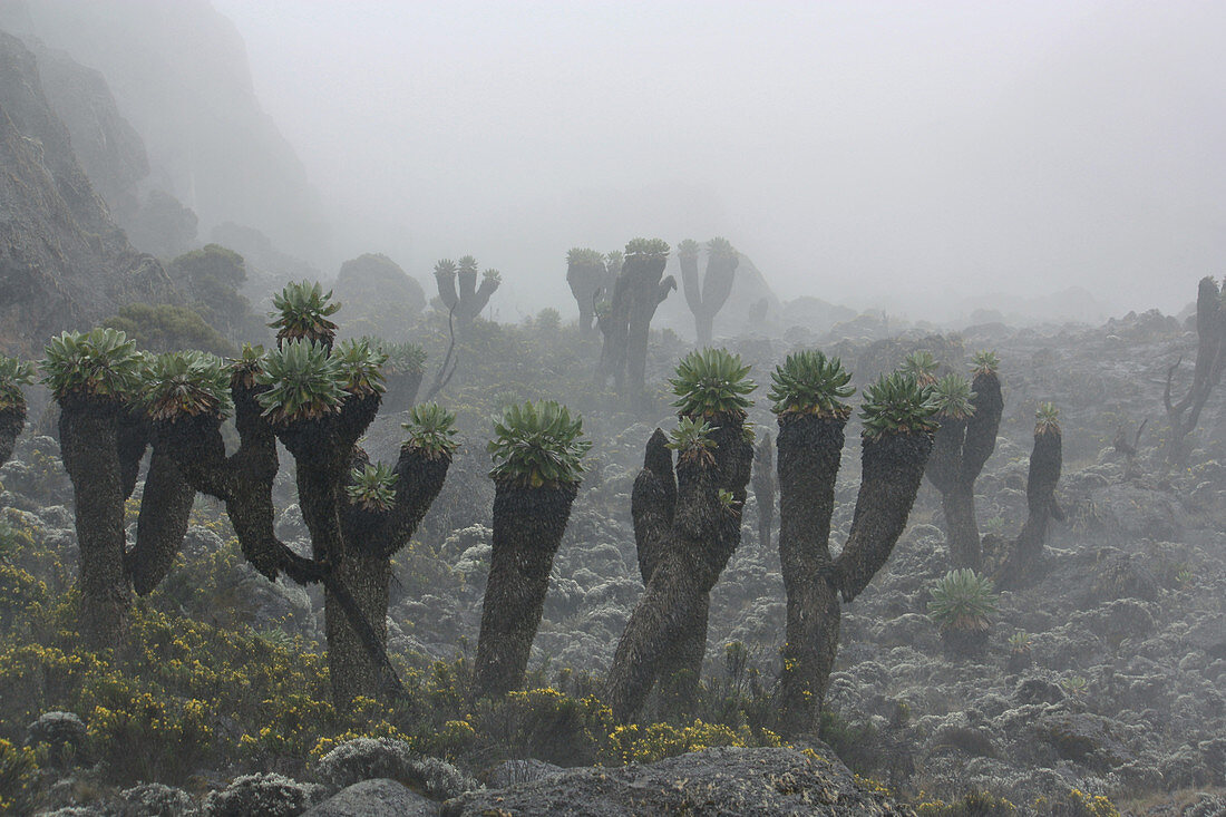 Mountain landscape at Kilimanjaro; Giant senecia; low shrubs, lichens and mosses;