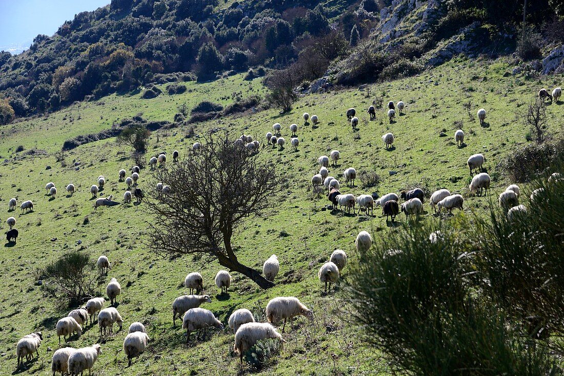 Flock of sheep at Isnello in La Madonie near Cefalu, Sicily, Italy