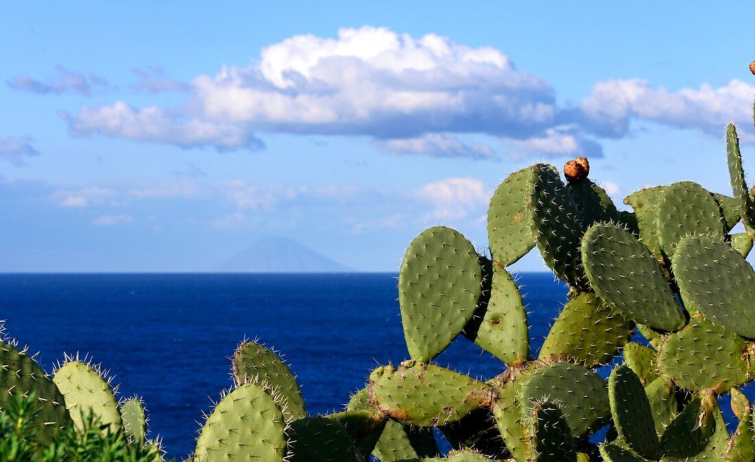 Cacti at Capo di Milazzo with a view up to Stromboli, Milazzo, north coast, Sicily, Italy