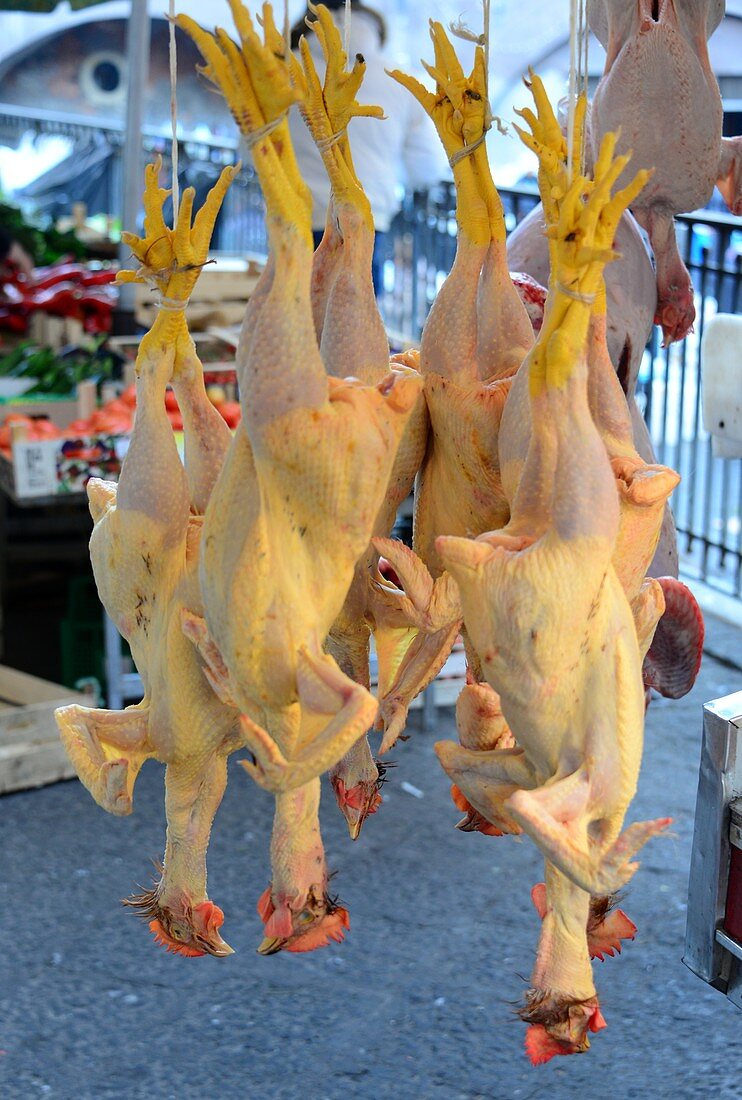 Hühner aufgehangen auf dem Markt, Catania, Ostküste, Sizilien, Italien