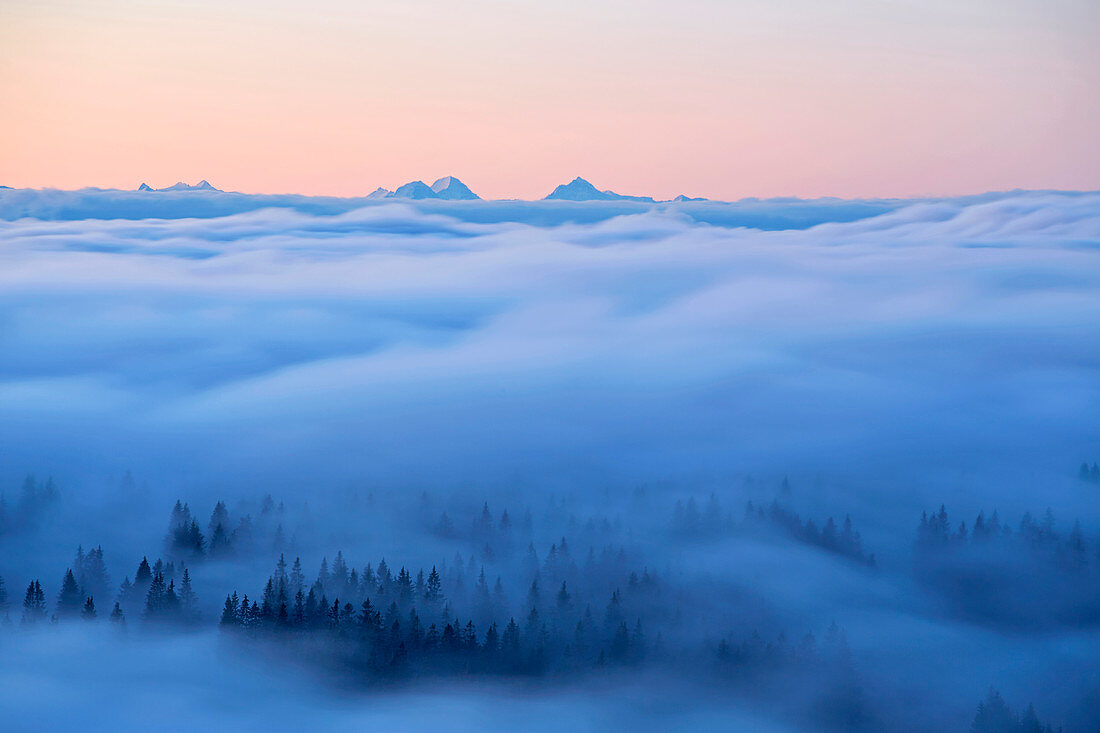 Blick vom Feldberg in ein Nebelmeer und die Schweizer Alpen, Schwarzwald, Baden-Württemberg, Deutschland
