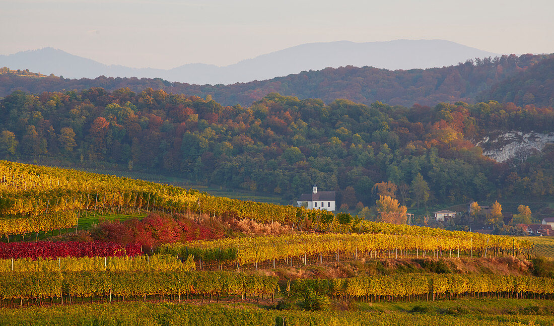 Weinberge und St. Pantaleon bei Niederrotweil, Kaiserstuhl, Baden-Württemberg, Deutschland