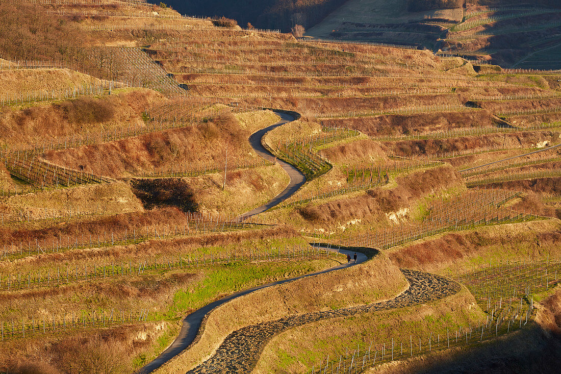 Weinberge bei Oberbergen, Kaiserstuhl, Baden-Württemberg, Deutschland