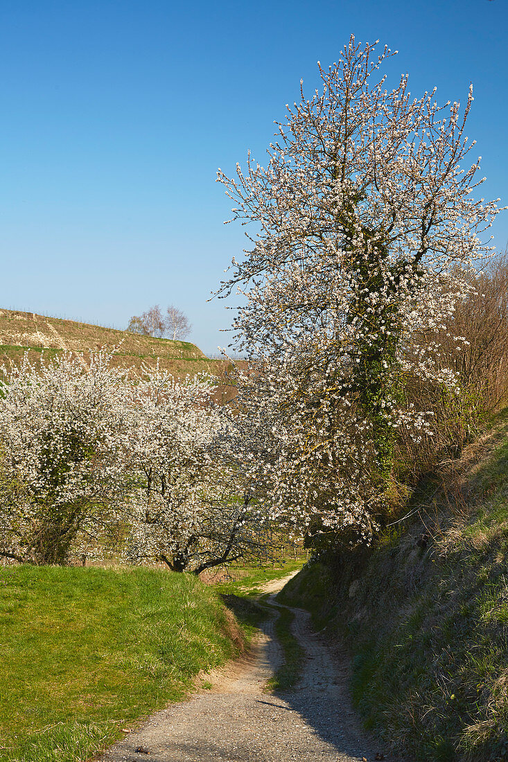 Kirschblüte und Weinberge bei Oberrotweil, Kaiserstuhl, Baden-Württemberg, Deutschland