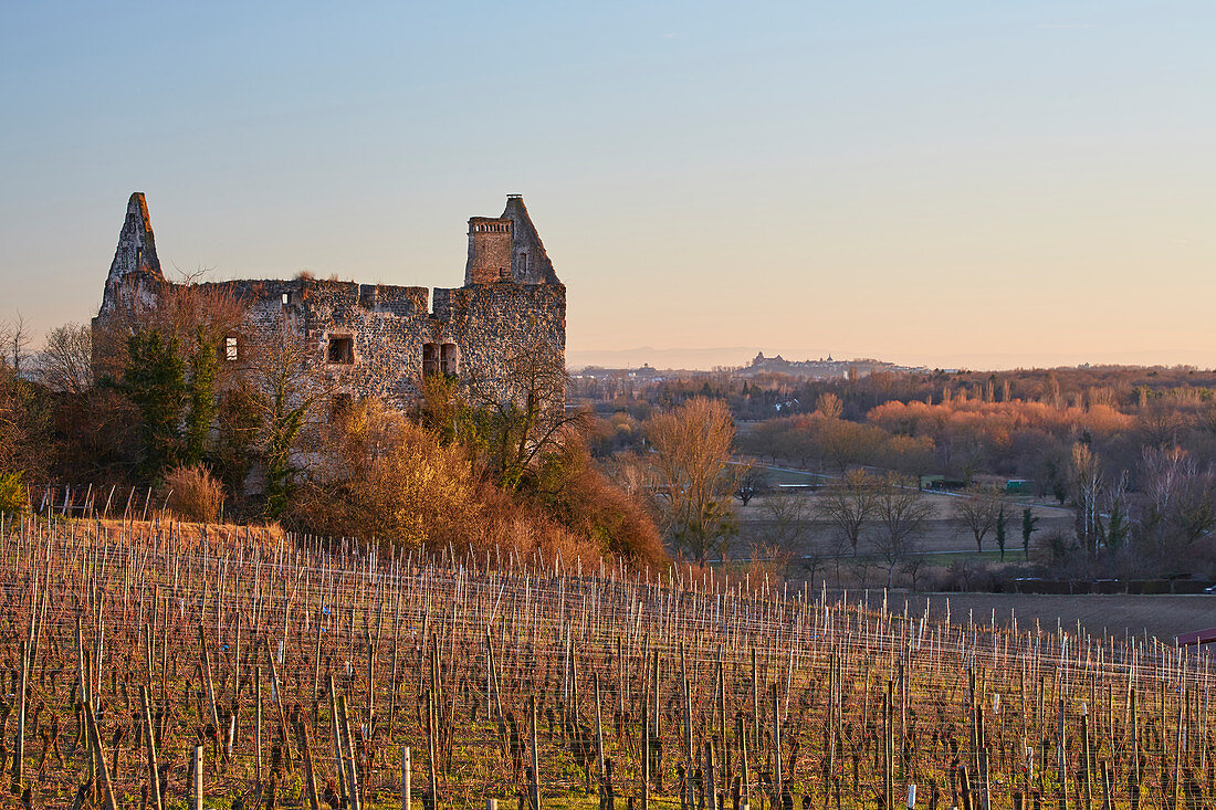 Blick auf die Burg (Neues Schloss, Schwendi - Schloss) von Burkheim und Weinberge, Im Hintergrund Breisach, Burkheim, Kaiserstuhl, Baden-Württemberg, Deutschland